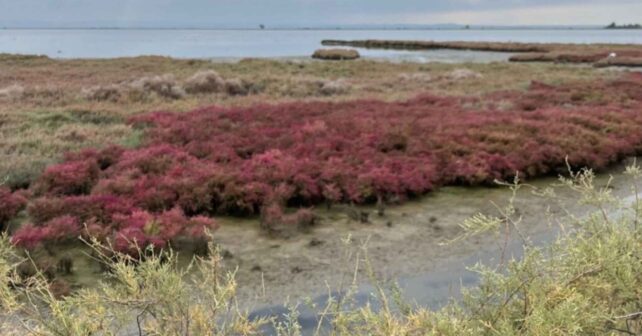 Praderas de salicornia roja en la laguna de Kalochori, humedal del delta del Axios (Tesalónica), bajo cielo nublado