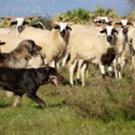 L'ONU déclare 2026 Année internationale des prairies et des pasteurs pour protéger ces écosystèmes clés