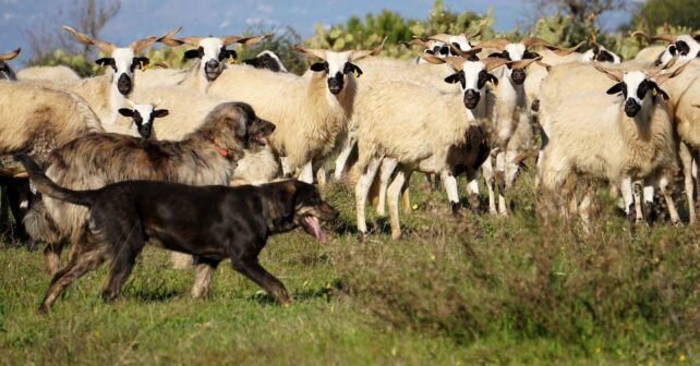 Pastores guiando su ganado en pastizales naturales declarados clave por la ONU