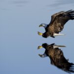 L'aigle impérial ibérique revient dans 191 territoires de Castille et León, après des décennies au bord de l'extinction