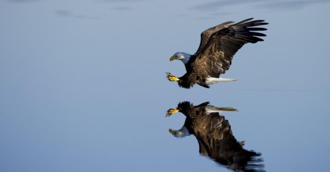 Águila imperial ibérica en su hábitat natural de Castilla y León