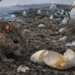 L'archipel où une invasion de rats a mis les albatros dans les cordes et a forcé une opération aérienne historique pour sauver la colonie
