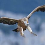 L'élevage extensif et la conservation du vautour fauve soutiennent les écosystèmes du nord de l'Espagne.
