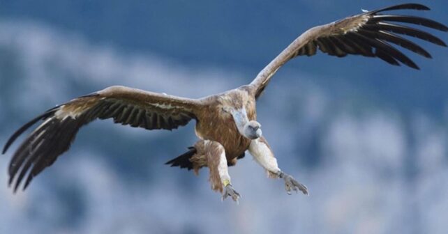 Ganadería extensiva y conservación del buitre leonado como base alimentaria