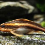 L'étrange spectacle d'une cascade au Brésil où des milliers de poissons-chats escaladent le rocher comme s'il s'agissait d'un mur