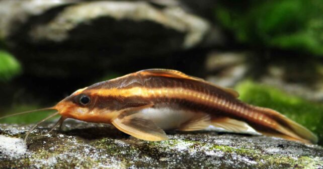Bagre abejorro (Rhyacoglanis paranensis) sobre una roca en un río de Brasil