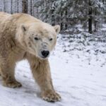L'ours polaire Bas apparaît dans la réserve naturelle d'Utrechtse Heuvelrug et un gros problème commence
