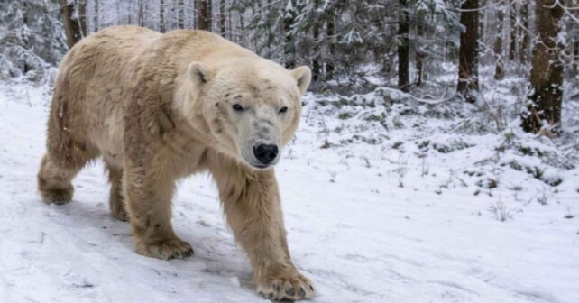 Oso polar caminando por un sendero nevado mientras una persona lo graba con el móvil en un bosque