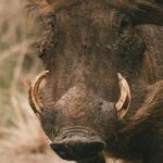 La Catalogne crée une table stratégique pour résoudre les conflits avec le sanglier