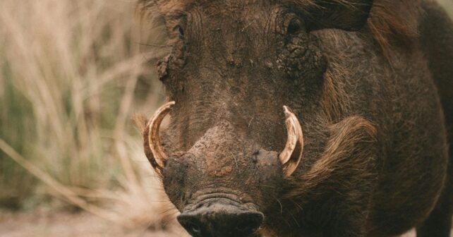 conflictos con el jabalí en Cataluña en zonas rurales y urbanas