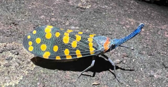 Insecto linterna de la India descubierto recientemente sobre una roca, ejemplo de nueva especie documentada