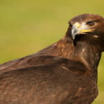 La conservation des grands rapaces est au centre d'une réunion scientifique internationale à Jerez