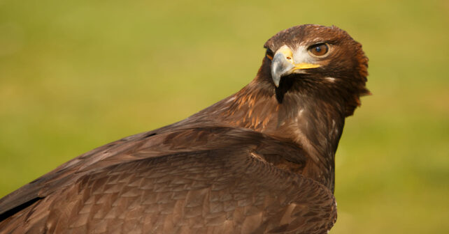 conservación de grandes rapaces águila imperial ibérica encuentro Jerez
