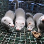 La fermeture des élevages d'animaux à fourrure en Galice s'accélère avec la baisse de la demande