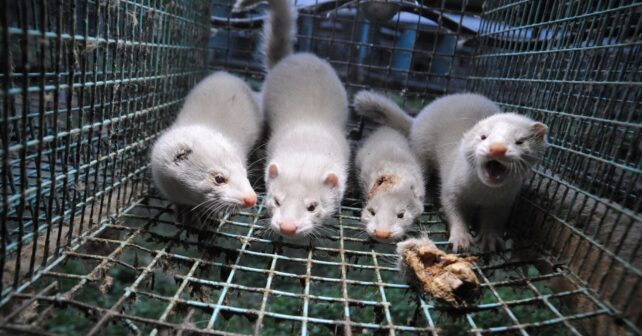 Instalaciones de una granja peletera de visón en Galicia