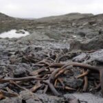 La fonte des glaces en Norvège révèle un piège à rennes géant datant d'il y a 1 500 ans et surprend les archéologues