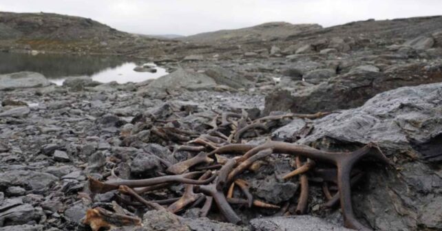 Montones de astas de reno sobre rocas en una meseta de Aurland, Noruega, hallazgo arqueológico tras el deshielo
