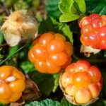 La plante qui défie la génétique : seuls 2 de ses 8 chromosomes sont clairement distingués et indiquent une origine en plusieurs étapes