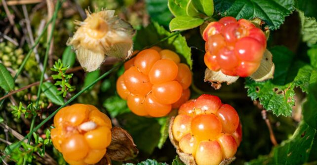 Mora de los pantanos (Rubus chamaemorus) en su hábitat natural, la planta octoploide analizada por el Earth BioGenome Project.