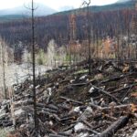 La récupération passive des forêts n’est pas linéaire : les incendies et les changements d’utilisation ralentissent le processus