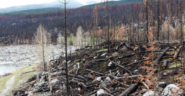 Recuperación pasiva de bosques en Galicia y la Cordillera Cantábrica