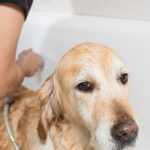La routine du bain de ce Golden Retriever de 17 ans est la plus attendrissante que vous verrez aujourd’hui