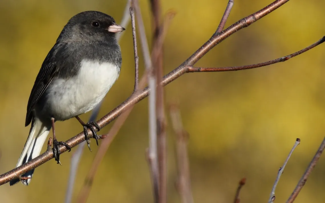 Photo de Brandon Withrow