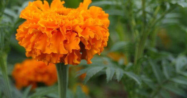 Gráfico científico sobre la absorción de CO2 por las plantas y el nitrógeno