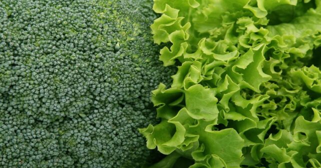 Fraude en la producción ecológica por importaciones que no cumplen normas europeas