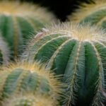 Le Plan Complémentaire pour la Biodiversité mesure pour la première fois la contribution de la nature au PIB