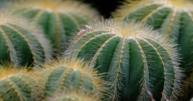 Investigación científica del Plan Complementario de Biodiversidad en ecosistemas de Extremadura