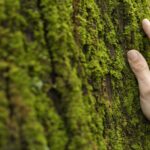 Le calendrier environnemental 2026 rassemble sommets, anniversaires et événements clés