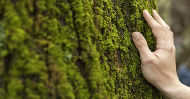 calendario ambiental 2026 con efemérides medioambientales globales