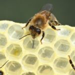 Le manque de nourriture chez les larves d’abeilles compromet leur taille, leur vol et leur fécondité