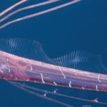 Le poisson mystérieux qui surgit des profondeurs
