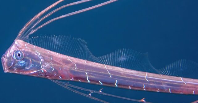 Pez remo Regalecus glesne nadando en aguas profundas con su característica aleta dorsal roja.