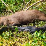 Le secret stupéfiant des capybaras : comment ils dorment sereinement aux côtés des caïmans sans se faire dévorer
