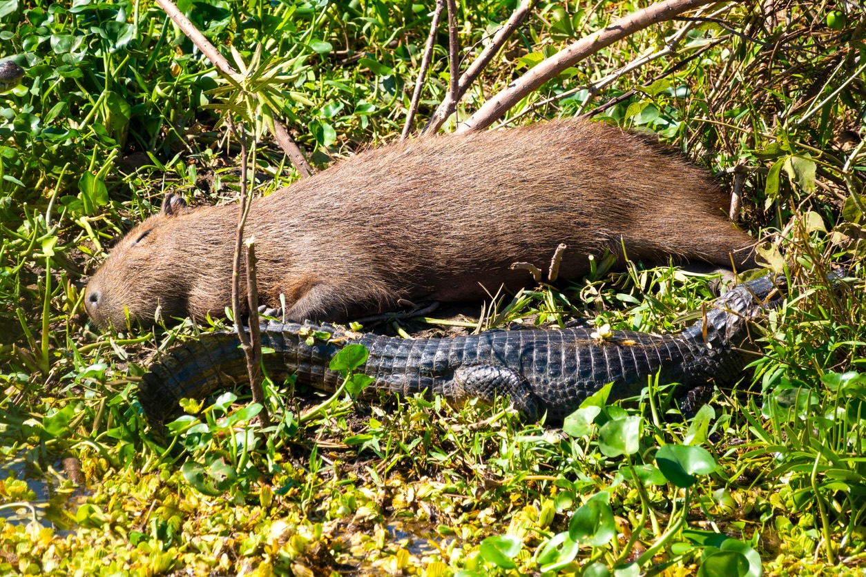 Pourquoi les crocodiles ne mangent-ils (presque) jamais les capybaras ?
