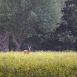 Le stress des plantes par les herbivores met en garde contre la pression des cerfs