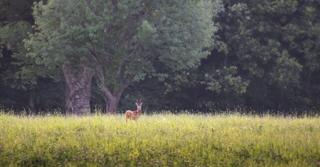 estrés de las plantas por herbívoros en Parque Nacional