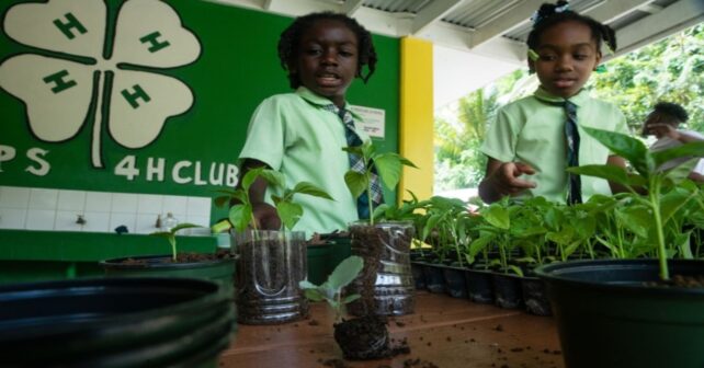 Estudiantes participan en proyectos educativos para proteger el medio ambiente.