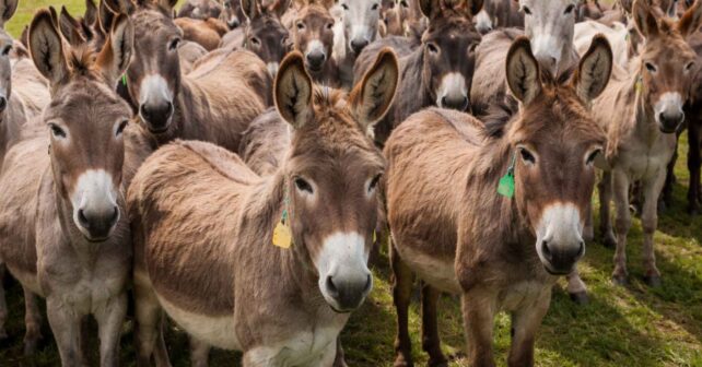 Manada de burros salvajes en Australia usada en proyectos de restauración del suelo y creación de pozos de agua