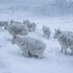 Les animaux peuvent-ils « geler » dans le froid extrême de -52,6°C en Norvège ?