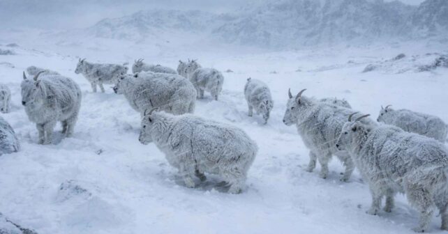 Rebaño de animales en un paisaje nevado durante un episodio de frío extremo en el norte de Noruega