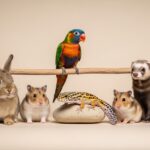 Les besoins spécifiques en bien-être des NAC