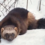 Les carcajous sont sur le point de revenir au Colorado