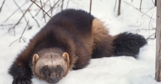 Un carcajou allongé dans la neige face à la caméra, mignon et câlin dans son manteau d'hiver.