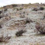 Les cyanobactéries et les déchets de papier révolutionnent la restauration des sols arides dégradés