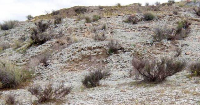 restauración de suelos áridos degradados con cianobacterias