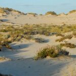 Les dunes millénaires de Matalascañas menacées au cœur de Doñana